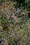 Statice , Marsh-rosemary , گلراغ‌‏‎ , لیمونیوم